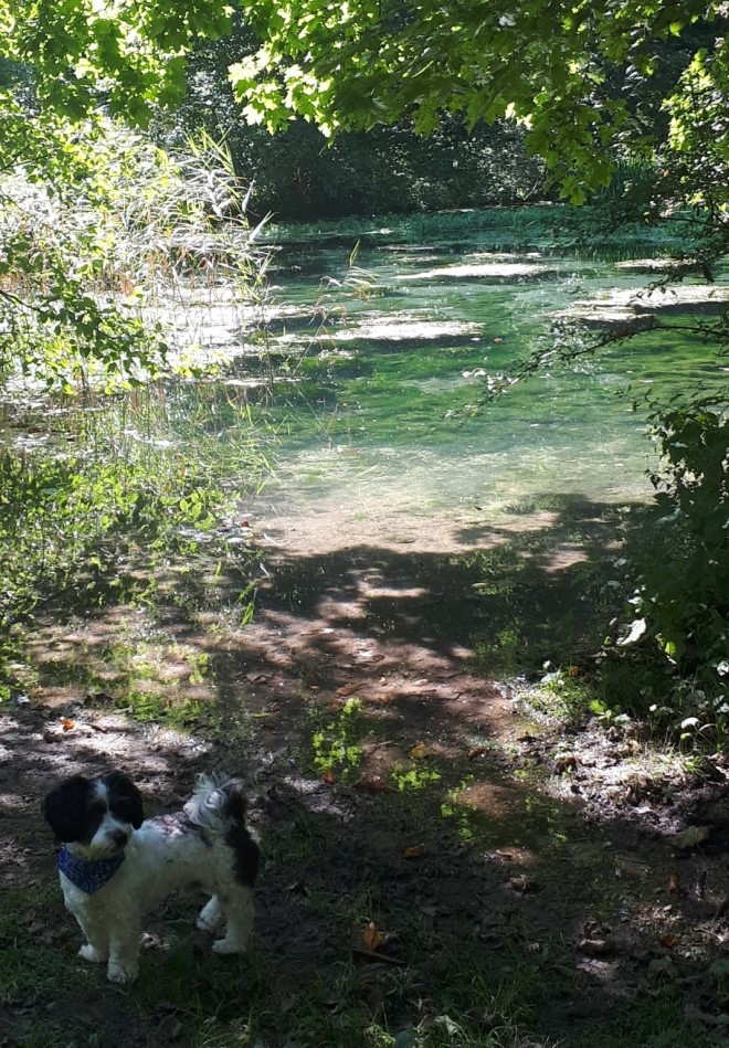 Teich